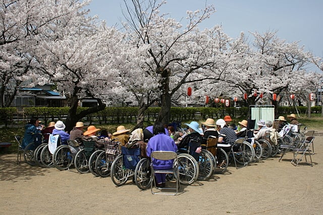 お花見